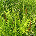 Carex muskingumensis--Palm Sedge