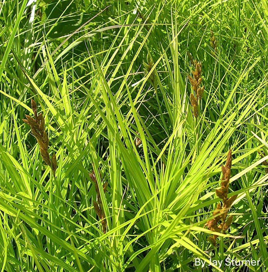 Carex muskingumensis--Palm Sedge