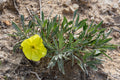Oenothera macrocarpa-- Missouri Evening Primrose