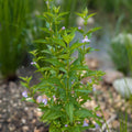 Monkeyflower