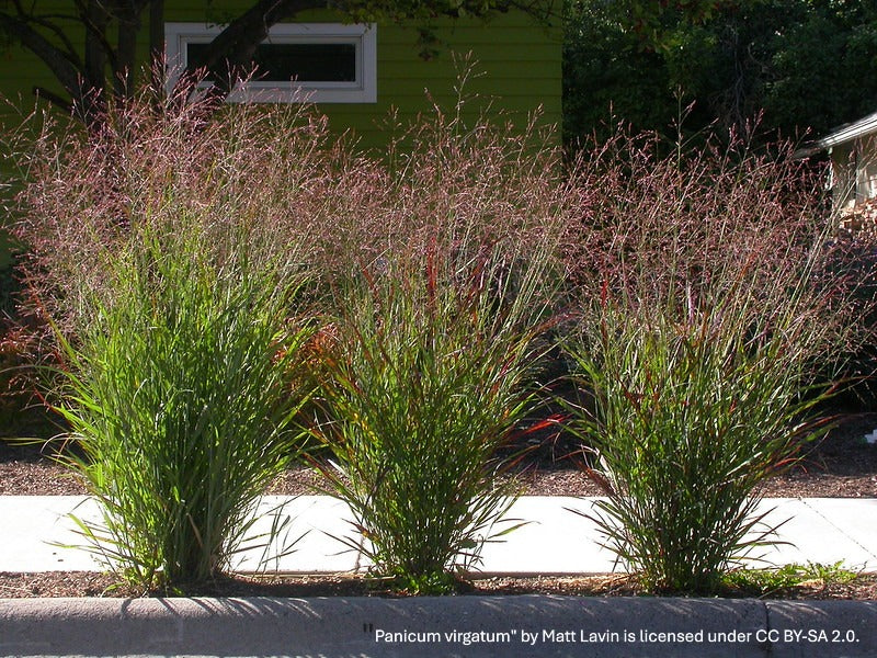 Panicum virgatum-- Switchgrass