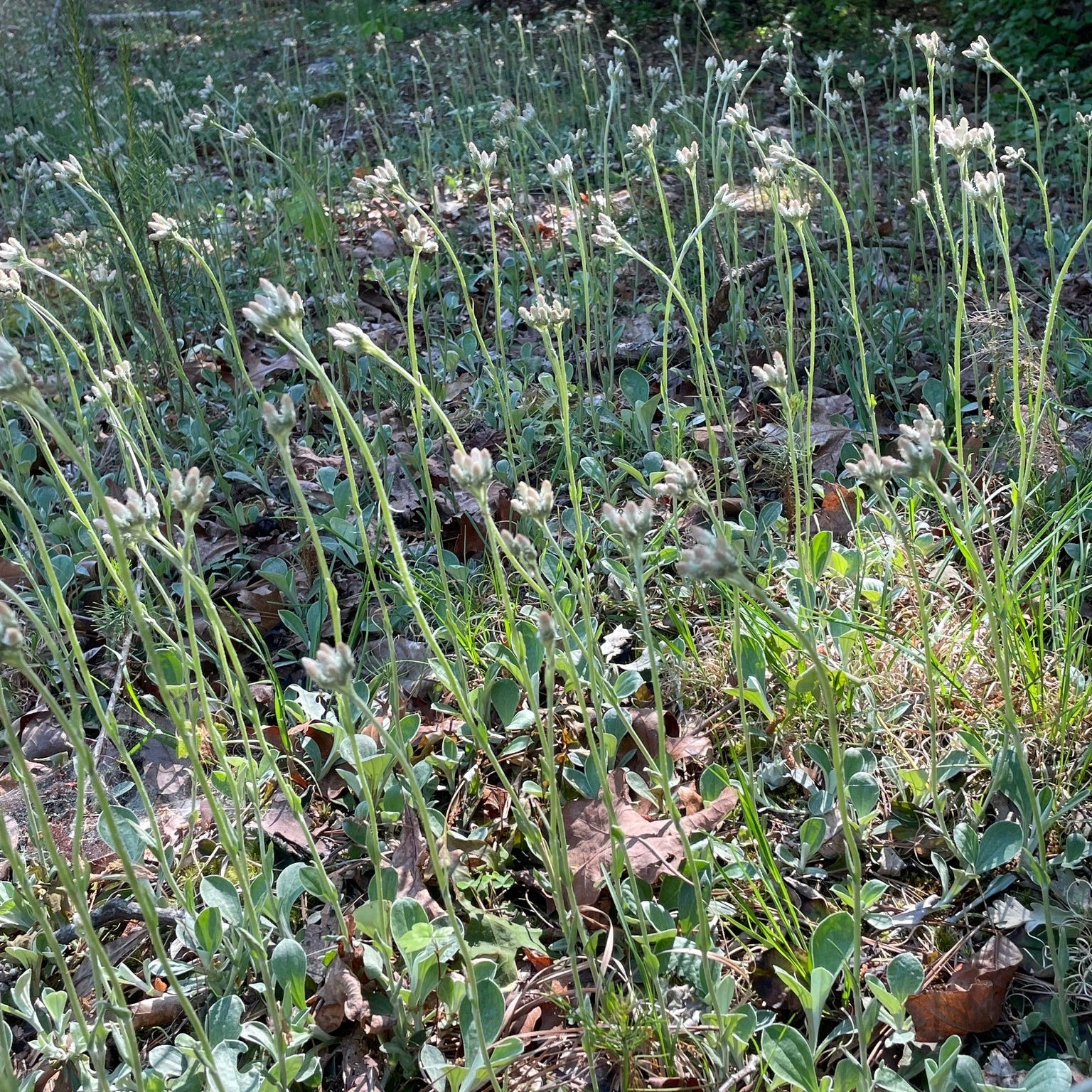 Field of small white flowers 