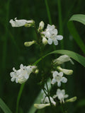 Penstemon digitalis-- Foxglove Beardtongue