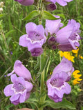 Penstemon cobaea--Purple Beardtongue