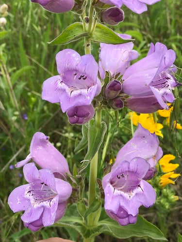 Penstemon cobaea--Purple Beardtongue