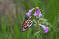Penstemon grandiflorus-- Large-Flowered Beardtongue