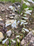 Penstemon pallidus--Pale Beardtongue