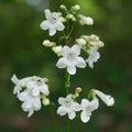 Trumpet Beardtongue