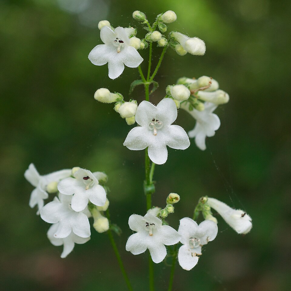 Trumpet Beardtongue