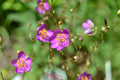 Phemeranthus calycinus--Large-Flowered Fame Flower
