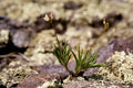 Phemeranthus parvifolus-- Small-Flowered Fameflower
