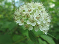 Physocarpus opufolius--Common Ninebark