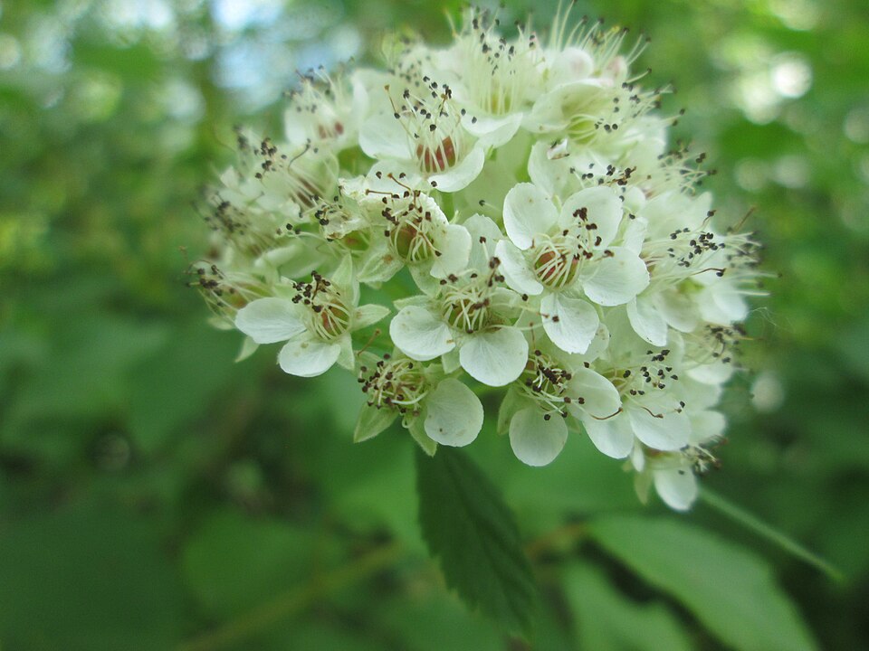 Physocarpus opufolius--Common Ninebark