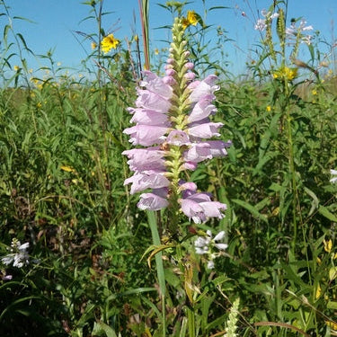 Obedient Plant