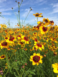 Coreopsis tinctoria--Plains Coreopsis