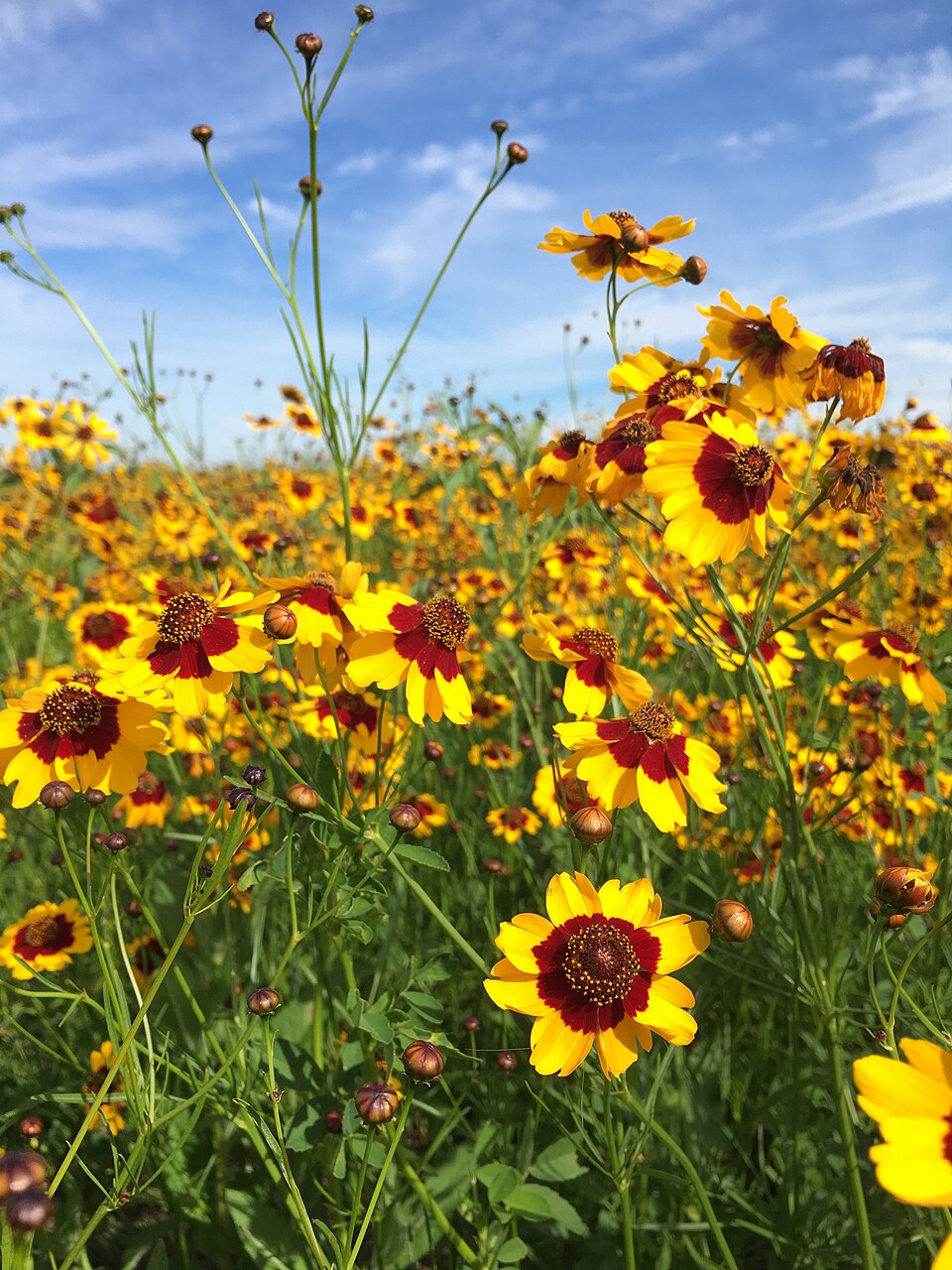 Coreopsis tinctoria--Plains Coreopsis