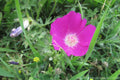 Calirhoe bushii--Bush's Poppy Mallow