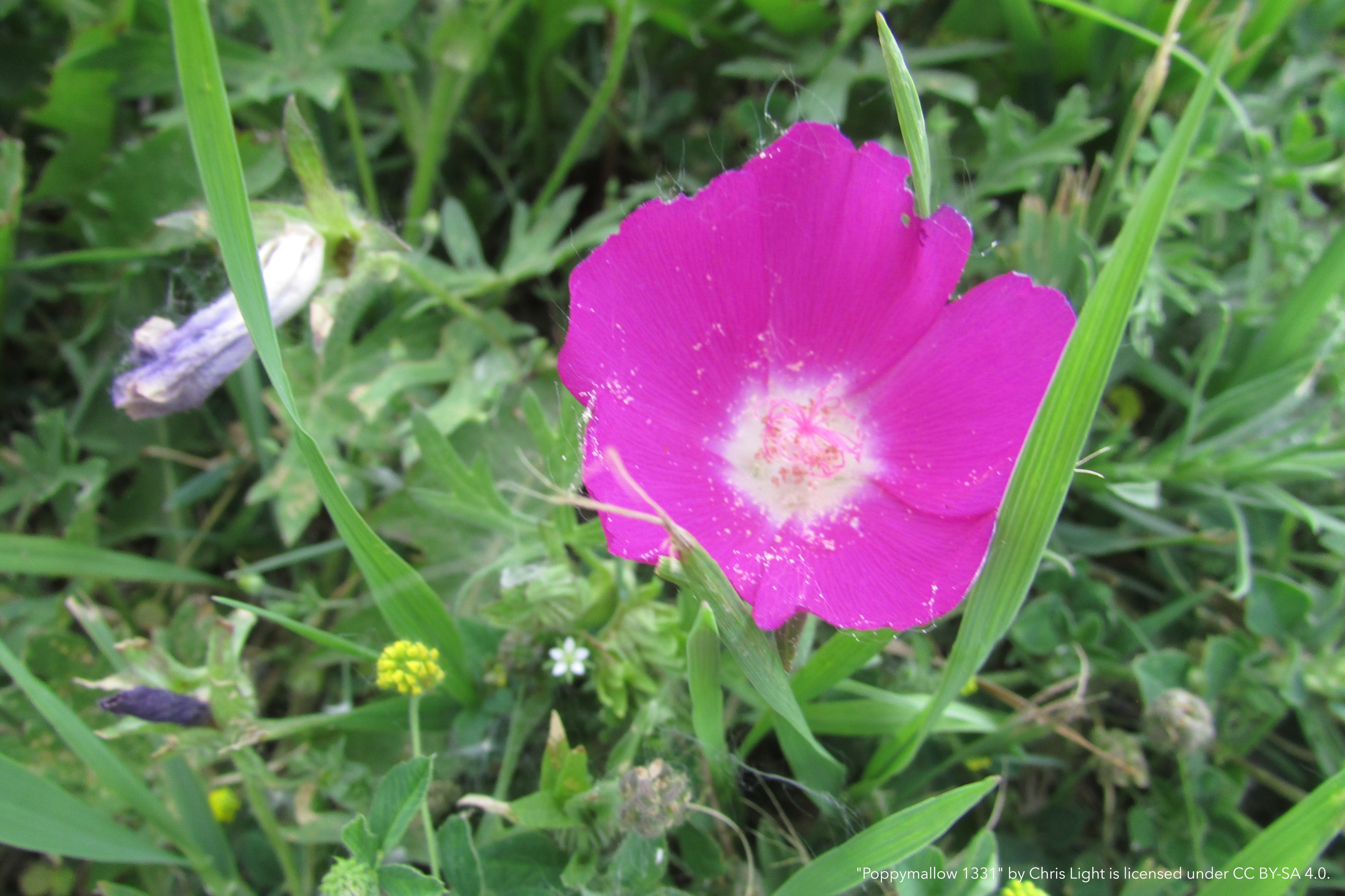 Calirhoe bushii--Bush's Poppy Mallow
