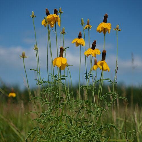 Ratibida columnifera in field