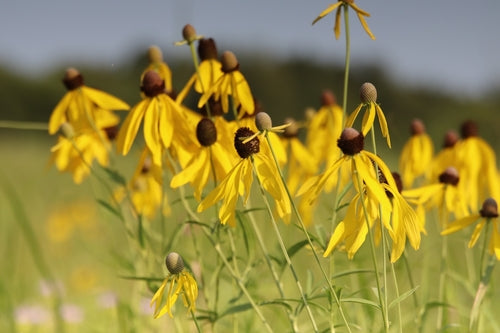 Ratibida pinnata--Grayhead Coneflower