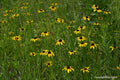 Rudbeckia missouriensis--Missouri Coneflower