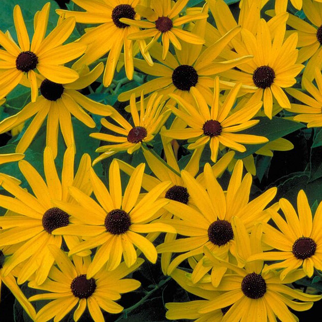 Sweet Coneflower