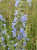 Salvia azurea--Blue Sage