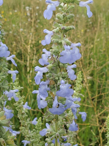 Salvia azurea--Blue Sage