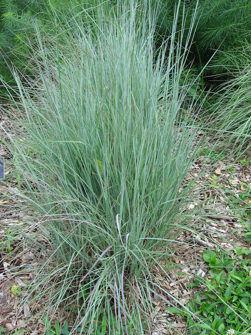 Schizachyrium scoparium--Little Bluestem