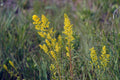 Solidago speciosa--Showy Goldenrod