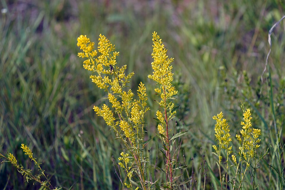 Solidago speciosa--Showy Goldenrod