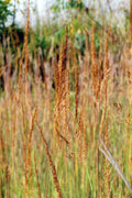 Sorghastrum nutans--Indiangrass