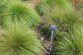 Sporobolus heterolepis--Prairie Dropseed