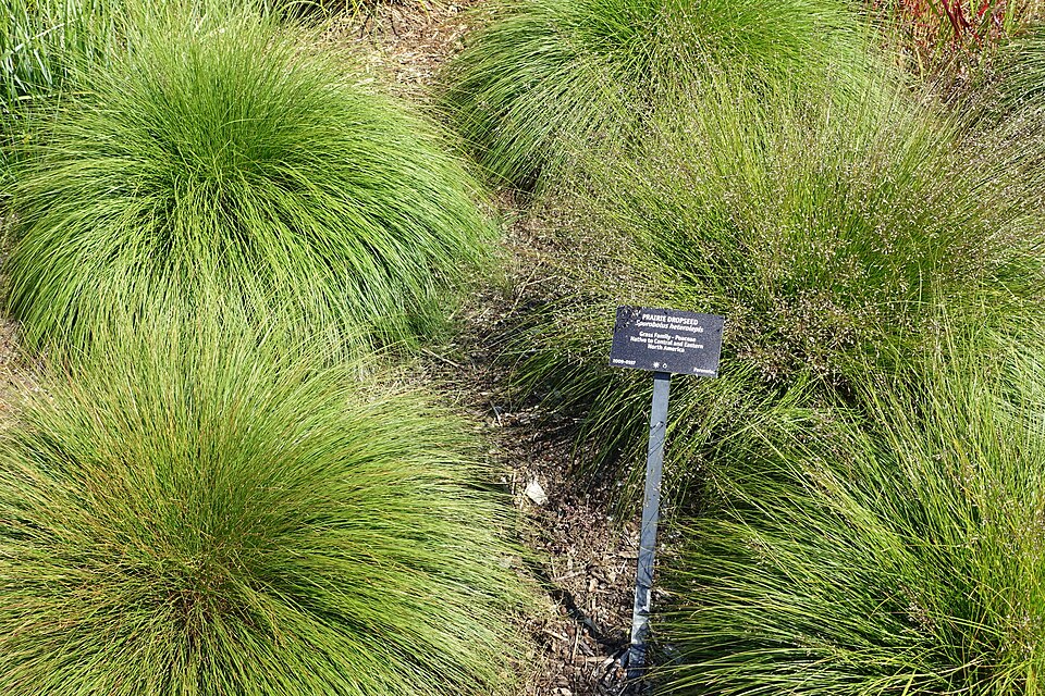 Sporobolus heterolepis--Prairie Dropseed