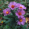 New England Aster