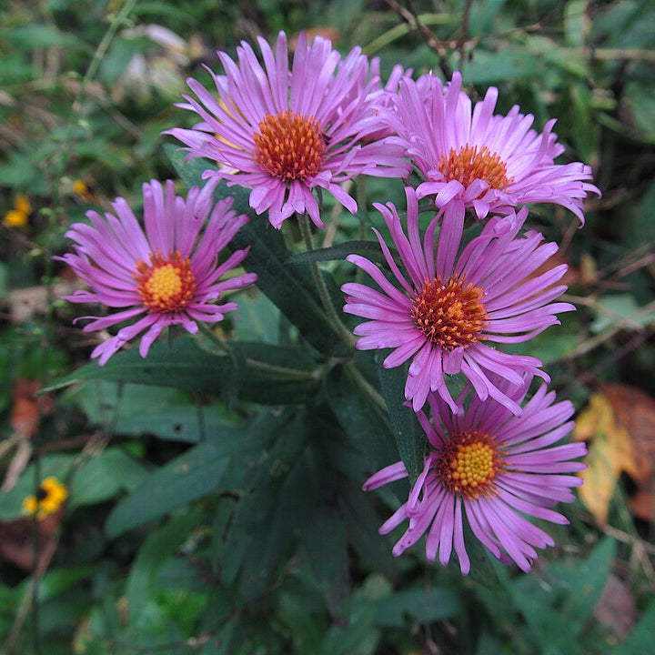 New England Aster