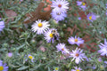 Symphyotrichum oblongifolium--Aromatic Aster