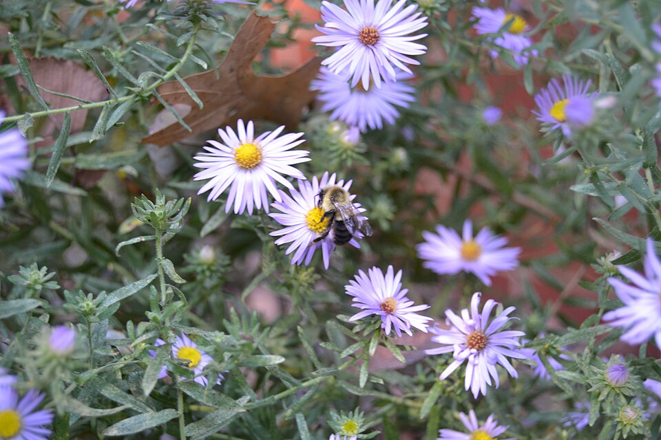 Symphyotrichum oblongifolium--Aromatic Aster