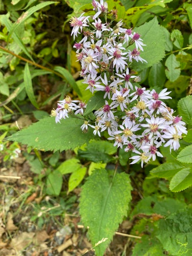 Symphyotrichum cordifolium--Heart-Leaved Aster