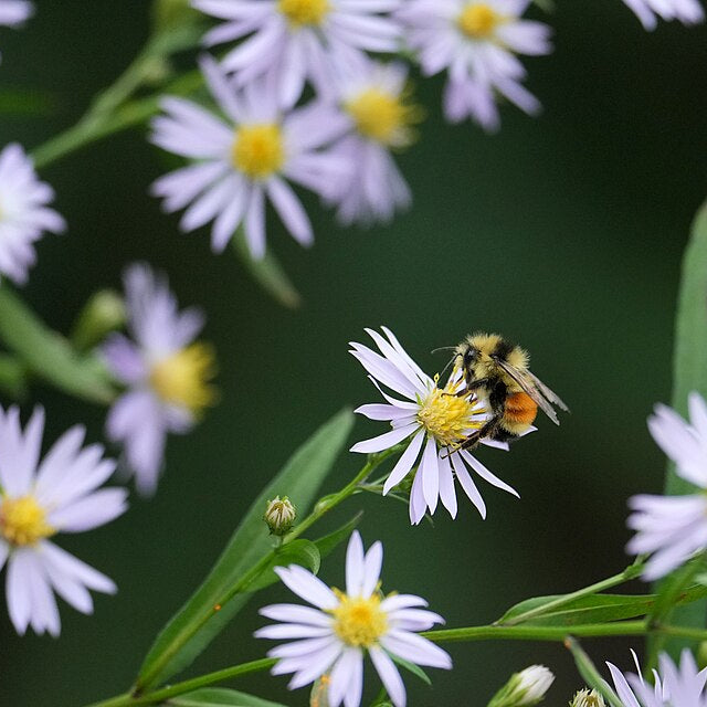 Smooth Aster