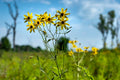 Coreopsis tripteris--Tall Coreopsis