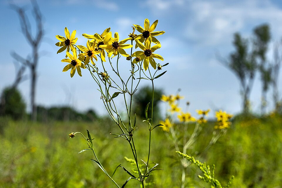 Coreopsis tripteris--Tall Coreopsis