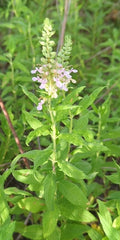 Teucrium canadense--American Germander