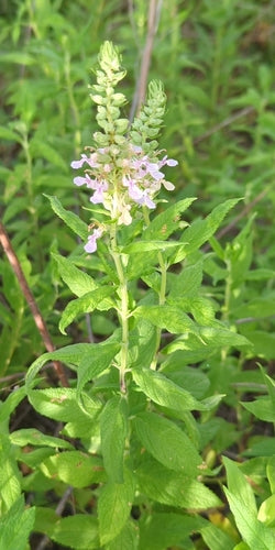 Teucrium canadense--American Germander