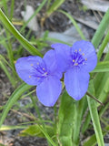 Tradescantia ohiensis--Ohio Spiderwort