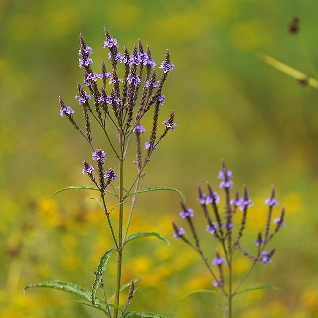 Blue Vervain
