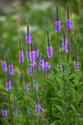Verbena stricta--Hoary Vervain