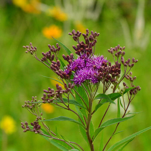 Common Ironweed