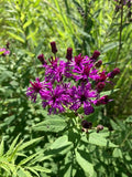 Vernonia missurica--Missouri Ironweed