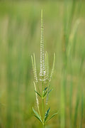 Veronicastrum virginicum--Culver's Root